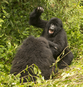 gorilla